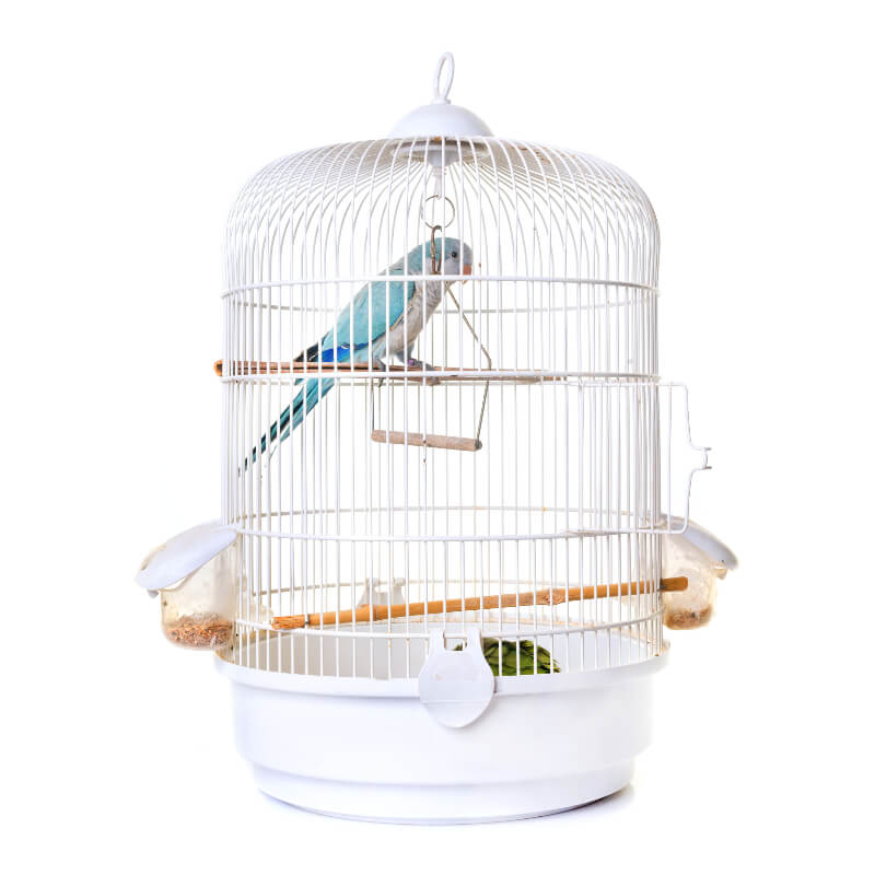 Cage oiseau